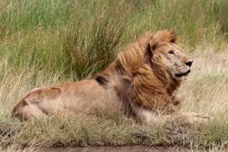 Lion-Serengeti