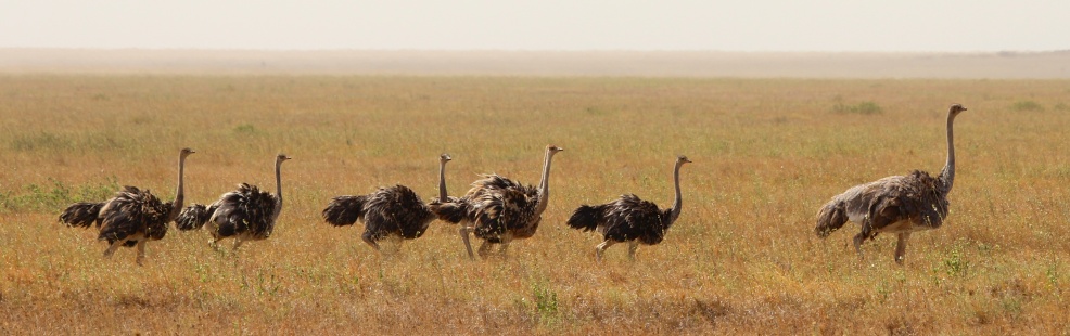 Maasai ostrich-Serengeti