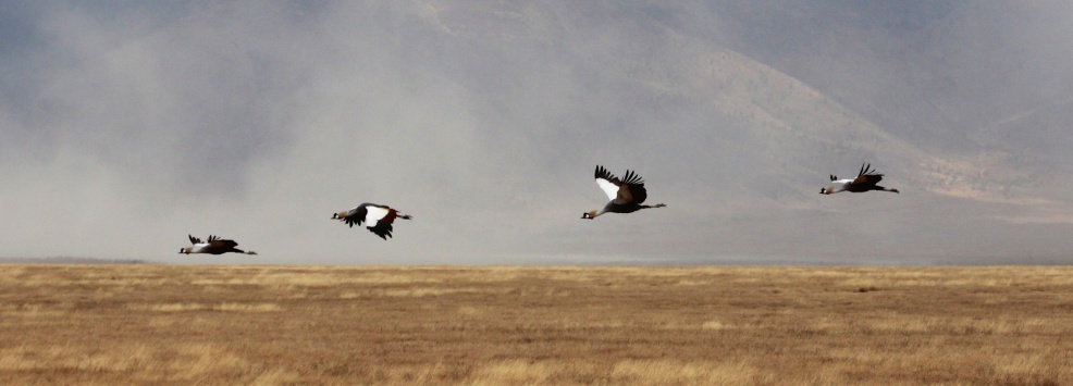 Grey crowned crane-Ngorongoro