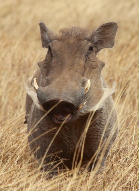 Warthog-Ngorongoro