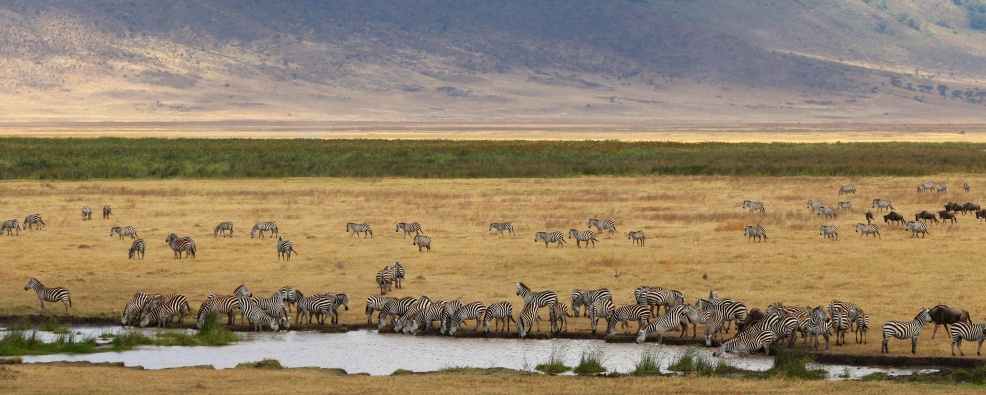 Zebras-Ngorongoro