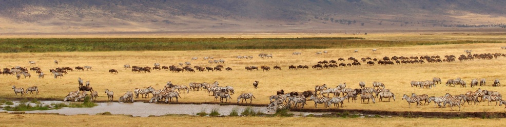 Zebras, Wildebeests-Ngorongoro