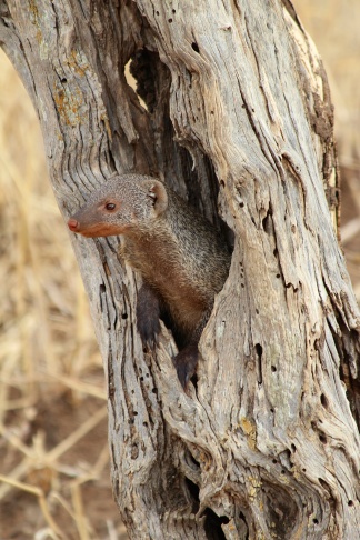Banded mongoose-Tarangire