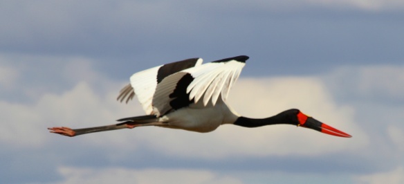 Saddle billed stork-Tarangire