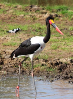 Saddle billed stork-Tarangire