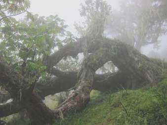 Mount Meru's forest-Arusha, Tanzania