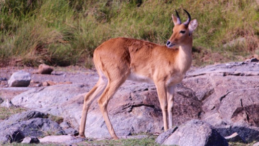 Bohor reedbuck-Serengeti