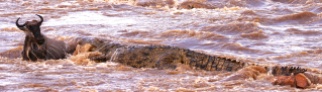 Mara River crossing-Serengeti