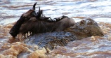 Nile crocodile preying on wildebeest-Serengeti