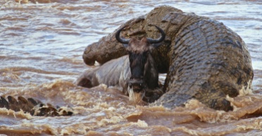 Nile crocodile attacking wildebeest-Serengeti