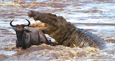 Nile crocodile preying on wildebeest (wildebeest survived)-Serengeti