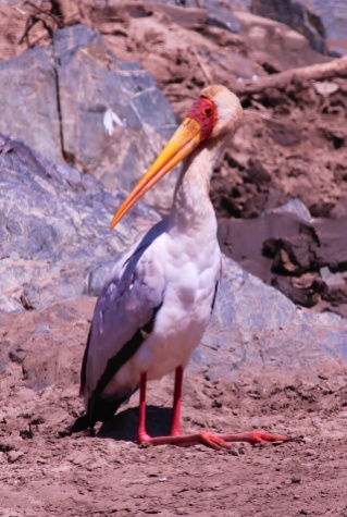 Yellow-billed stork-Serengeti
