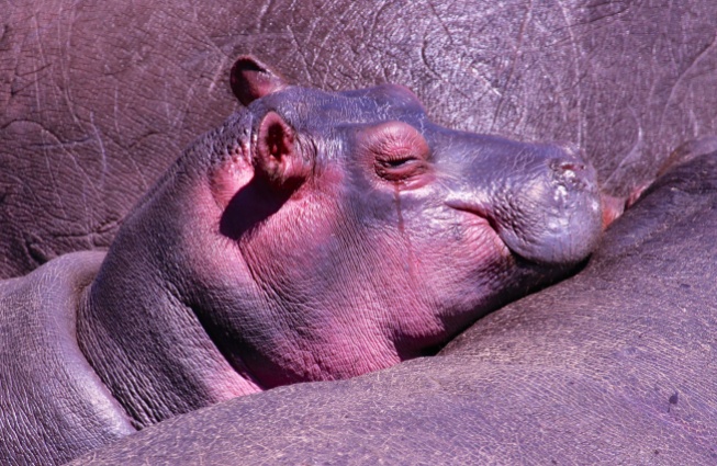 Baby hippo-Serengeti