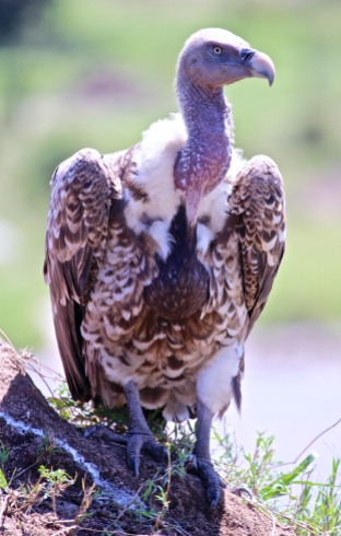Ruppell's griffon vulture-Serengeti