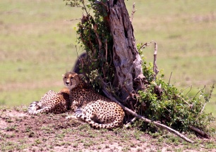 Cheetahs-Serengeti