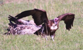 Hooded vulture-Serengeti
