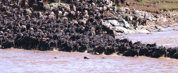 Wildebeest crossing the Mara River-Serengeti