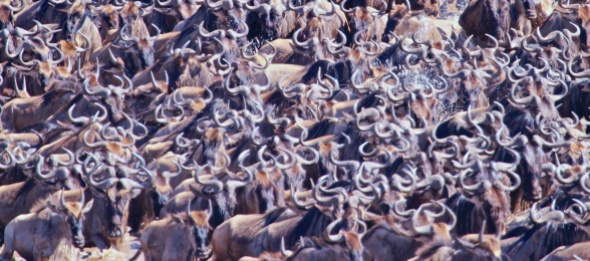 Wildebeests crossing the Mara River