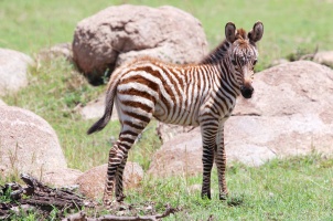 Baby zebra-Serengeti