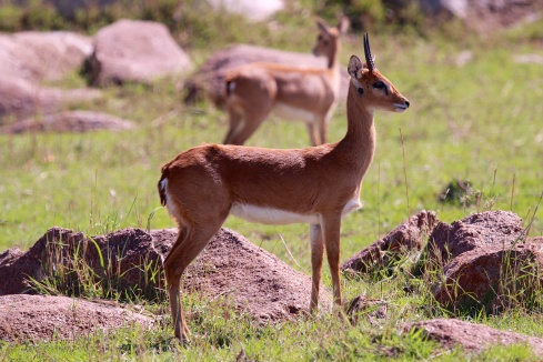 Oribi-Serengeti