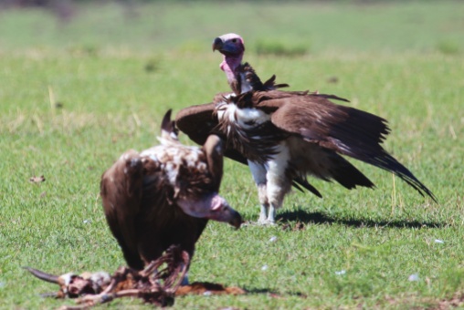 Lappet-faced vultures-Serengeti