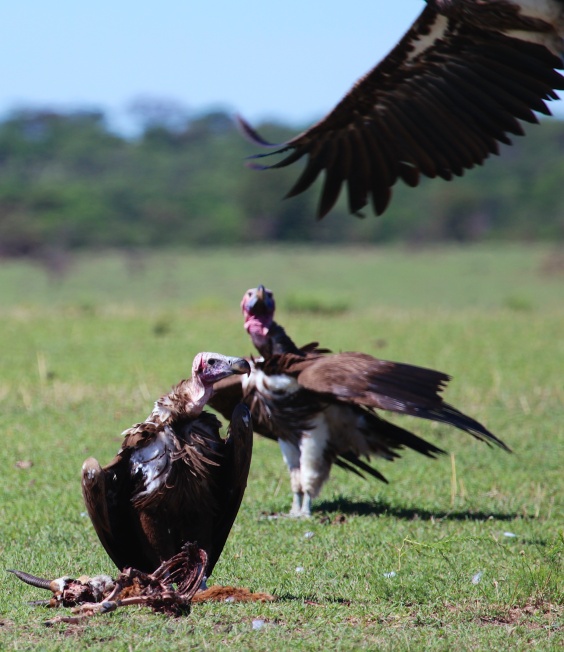 Lappet-faced vultures-Serengeti