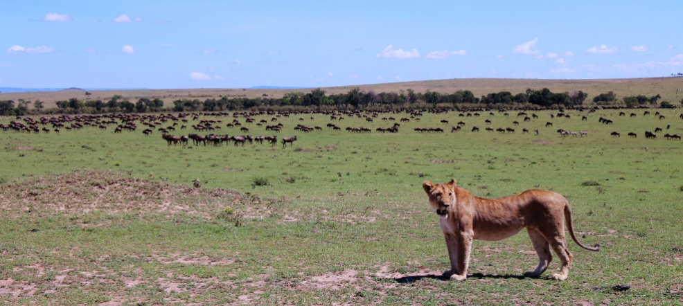 Lioness preparing to hunt-Serengeti