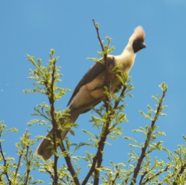 Bare-faced go-away bird-Serengeti
