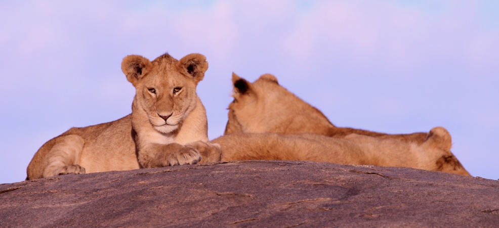 Lions cubs on a kopje-Serengeti