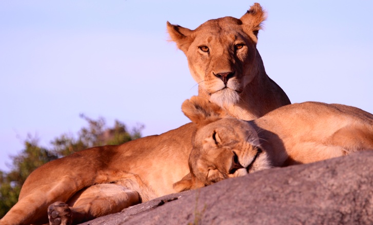 Lioness with family-Serengeti