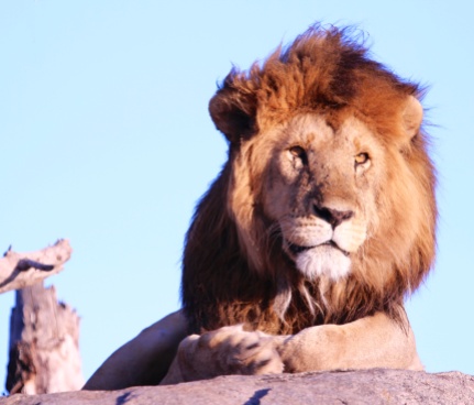 Lion on a kopje-Serengeti
