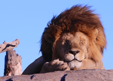 Lion napping-Serengeti