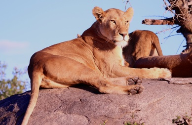 Lioness on a kopje-Serengeti