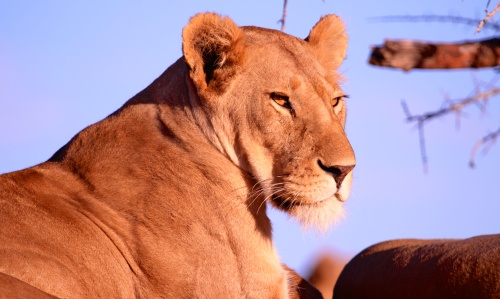 Lioness at sunset-Serengeti