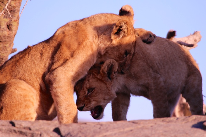 Lion cubs playing-Serengeti