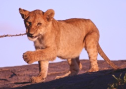 Lion cub playing-Serengeti