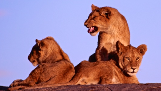 lion cub in flehmen position-Serengeti