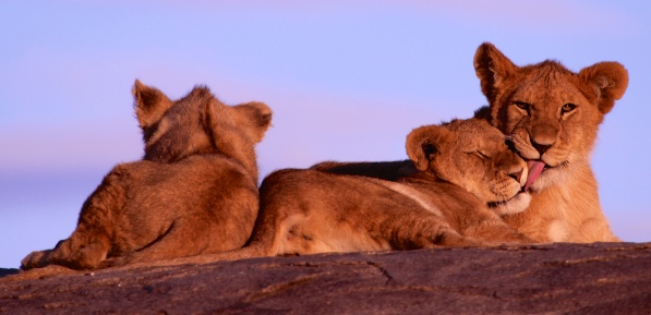Lion cubs-Serengeti