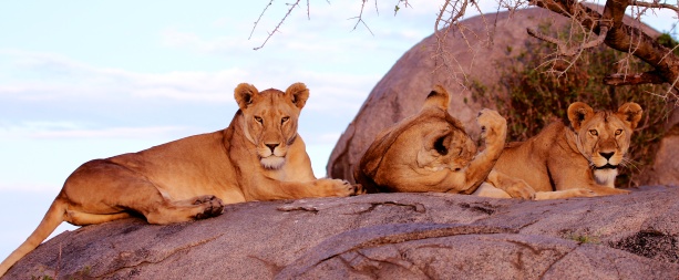 Lion family on a kopje-Serengeti