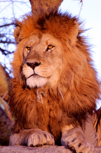 Lion at sunset-Serengeti