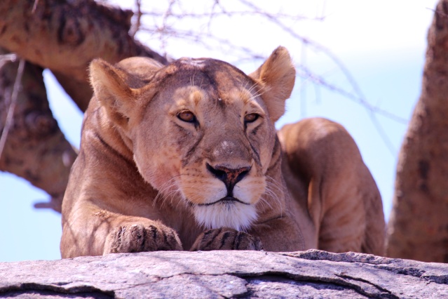 Lioness scanning for prey-Serengeti