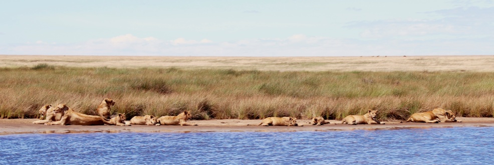 Morning nap-Serengeti