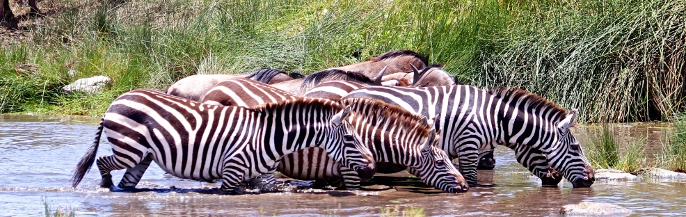 Zebras drinking water-Serengeti