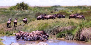 Zebras and wildebeest in Serengeti grasslands