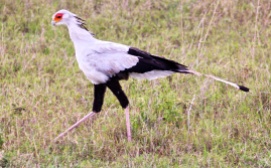 Secretary bird-Serengeti