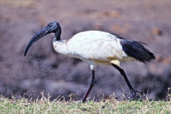 Sacred ibis-Ngorongoro
