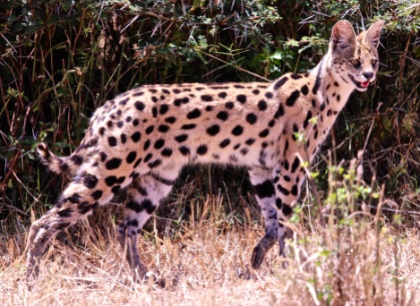 Serval cat searching for prey-Ngorongoro