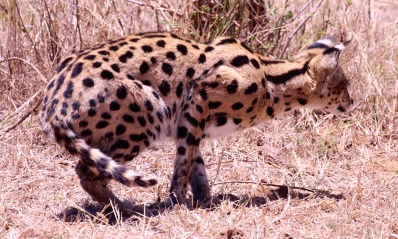 Serval cat preparing for ambushing prey-Ngorongoro
