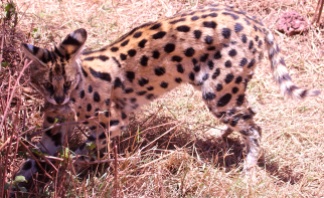 Serval cat with prey-Ngorongoro