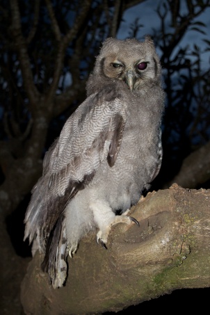 Verreaux's Eagle Owl-Arusha